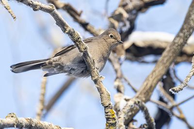 townsend's solitaire 123122_MG_4205 