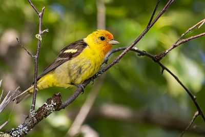western tanager 062122_MG_4422