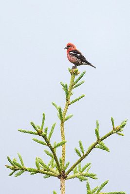 white-winged crossbill070122_MG_4856 