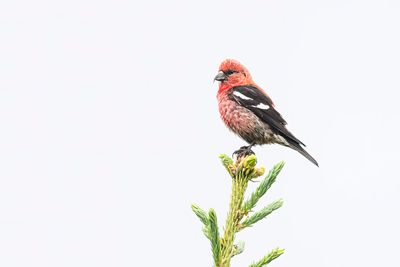 white-winged crossbill 070122_MG_4875