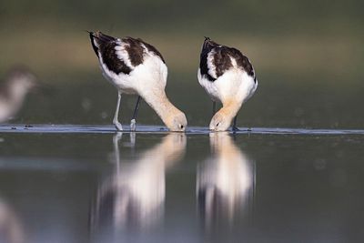 american avocet 080523_MG_9164