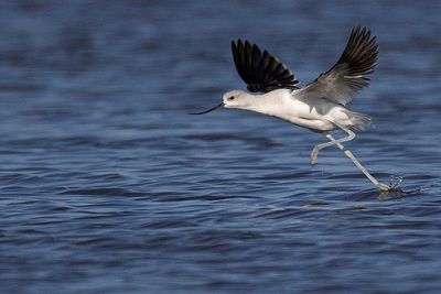 american avocet 091023_MG_2241