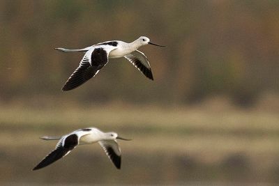 american avocet 091723_MG_3991
