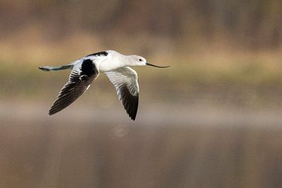 american avocet 100123_MG_3223
