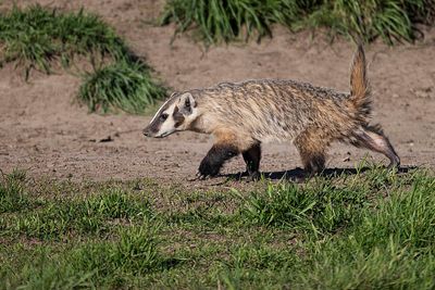 badger 081223_MG_5388 