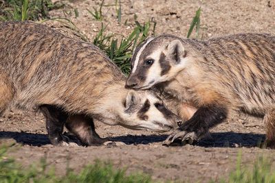 badger 081223_MG_5646 