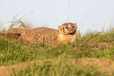 badger 081223_MG_7522 