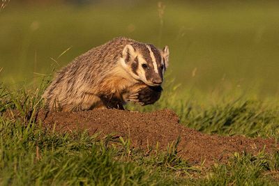 badger 081223_MG_7939 