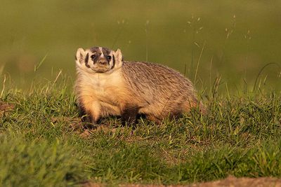 badger 081223_MG_8445 