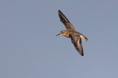 Baird's Sandpipers