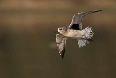 black-bellied plover 091723_MG_4353 