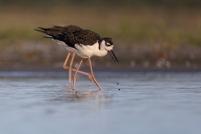 black-necked stilt 080523_MG_8311