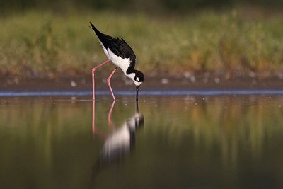 black-necked stilt 080523_MG_8557