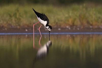 black-necked stilt 080523_MG_8557 