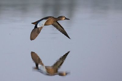 blue-winged teal 080723_MG_1913 