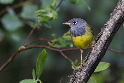 connecticut warbler 061723_MG_3058 