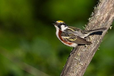 chestnut-sided warbler 061723_MG_3510 