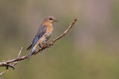 eastern bluebird 072223_MG_7310 