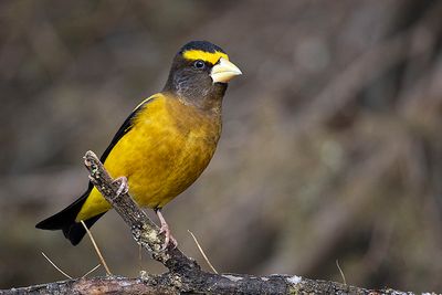 evening grosbeak 022424_MG_1264 