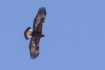 golden eagle 030423_MG_5980