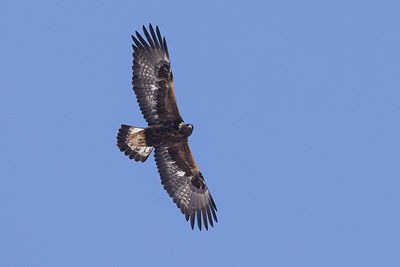 golden eagle 030423_MG_6018 