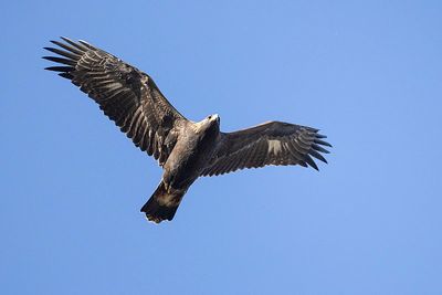 golden eagle 100923_MG_7156 