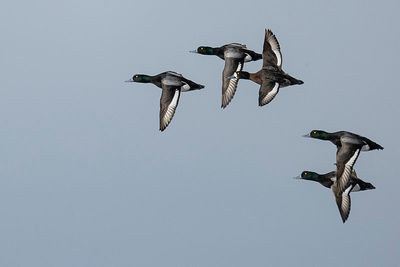 greater scaup 040723_MG_7756 