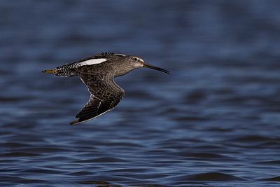 long-billed dowitcher 091023_MG_3014