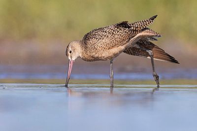 marbled godwit 081323_MG_4041 