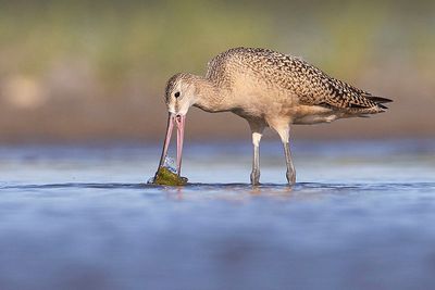 marbled godwit 081323_MG_4255 