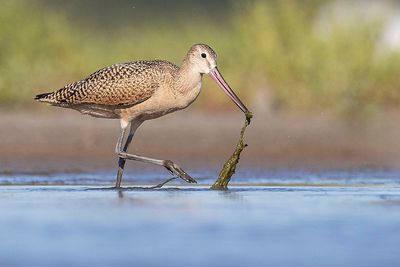 marbled godwit 081323_MG_4484 