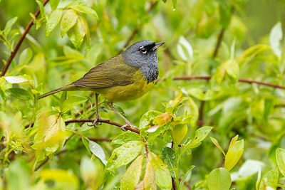 macgillivray's warbler 052223_MG_1640