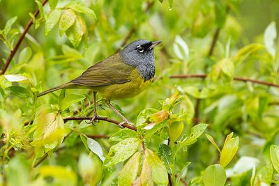 macgillivray's warbler 052223_MG_1640 