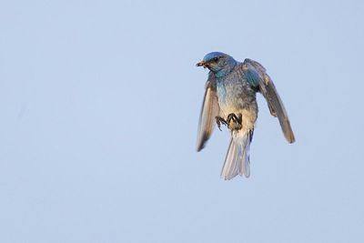 mountain bluebird 071923_MG_7099 