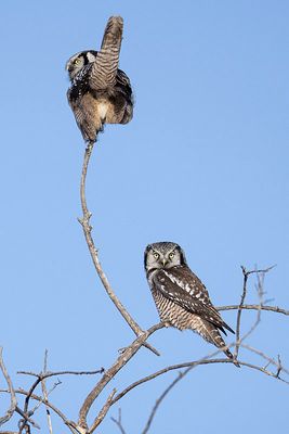 northern hawk owls 021724_MG_7899 