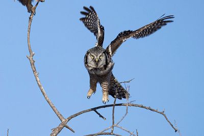 northern hawk owl 021724_MG_7905 