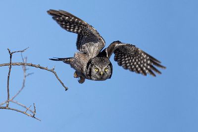 northern hawk owl 021724_MG_7910 