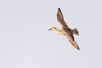 northern pintail 092423_MG_1228 