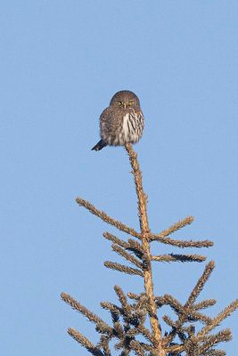 northern pygmy owl 120223_MG_4974 