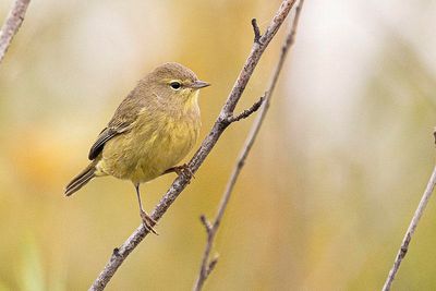 orange-crowned warbler 090323_MG_6258 