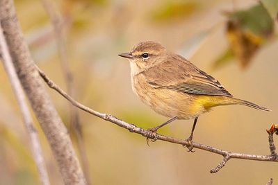 palm warbler 090423_MG_0152 