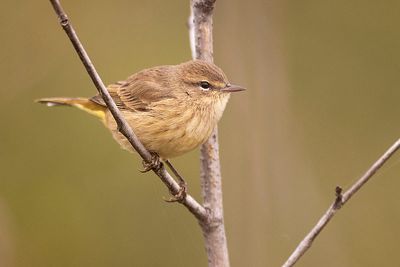 palm warbler 090423_MG_9579 