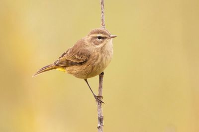 palm warbler 090423_MG_9938 