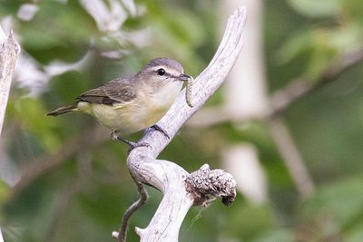 philadelphia vireo 060423_MG_2748