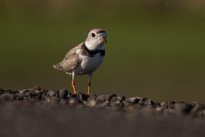piping plover 051423_MG_0464 