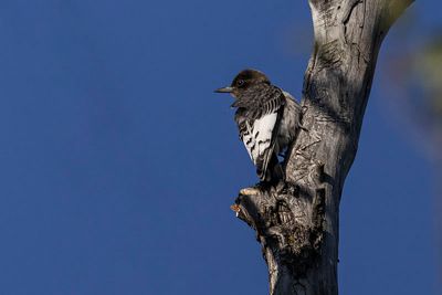 red-headed woodpecker 091823_MG_8617