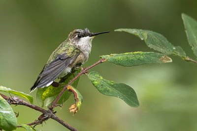 ruby-throated hummingbird 082722_MG_0809 