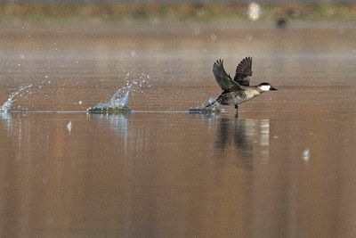 Ruddy Ducks