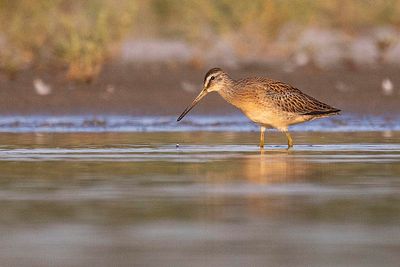 short-billed dowitcher 080523_MG_7884 