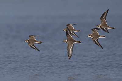 semipalmated plover 082023_MG_7321